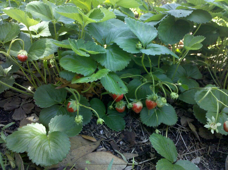 edible landscaping driveway strawberry patch 